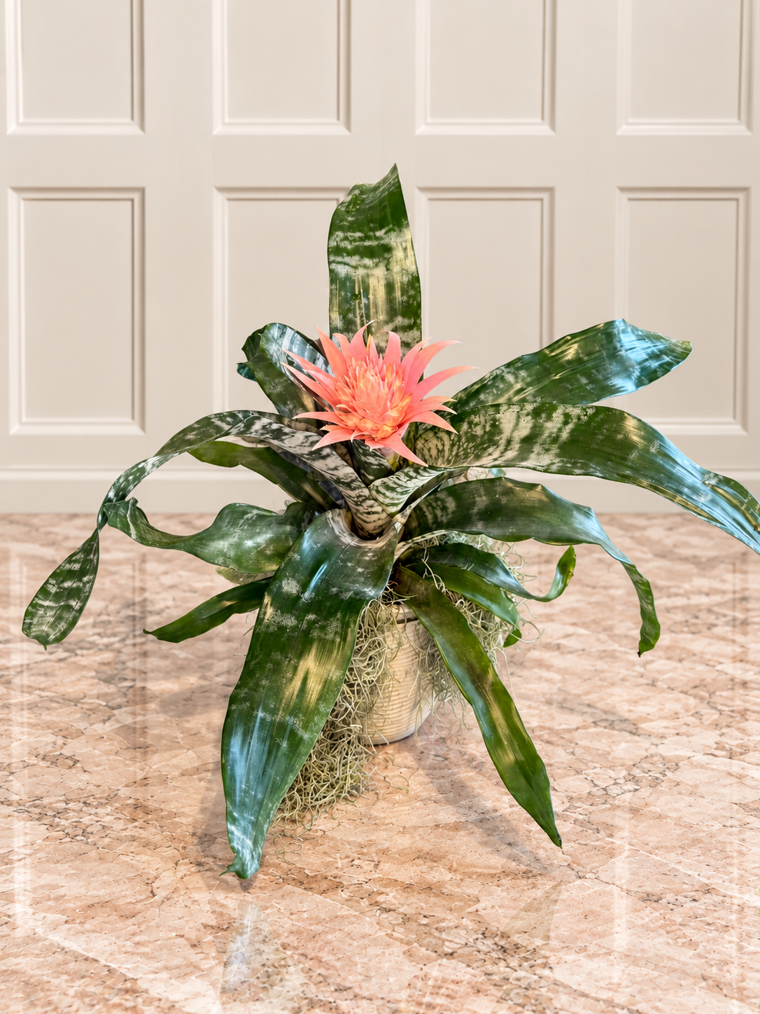 Pembe Aechmea Fasciata Bromelya
