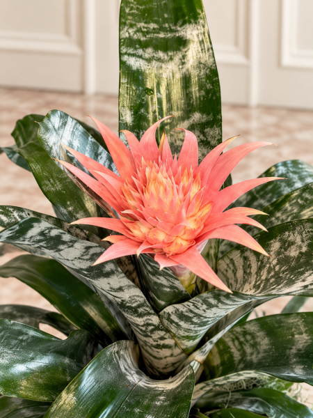 Pembe Aechmea Fasciata Bromelya