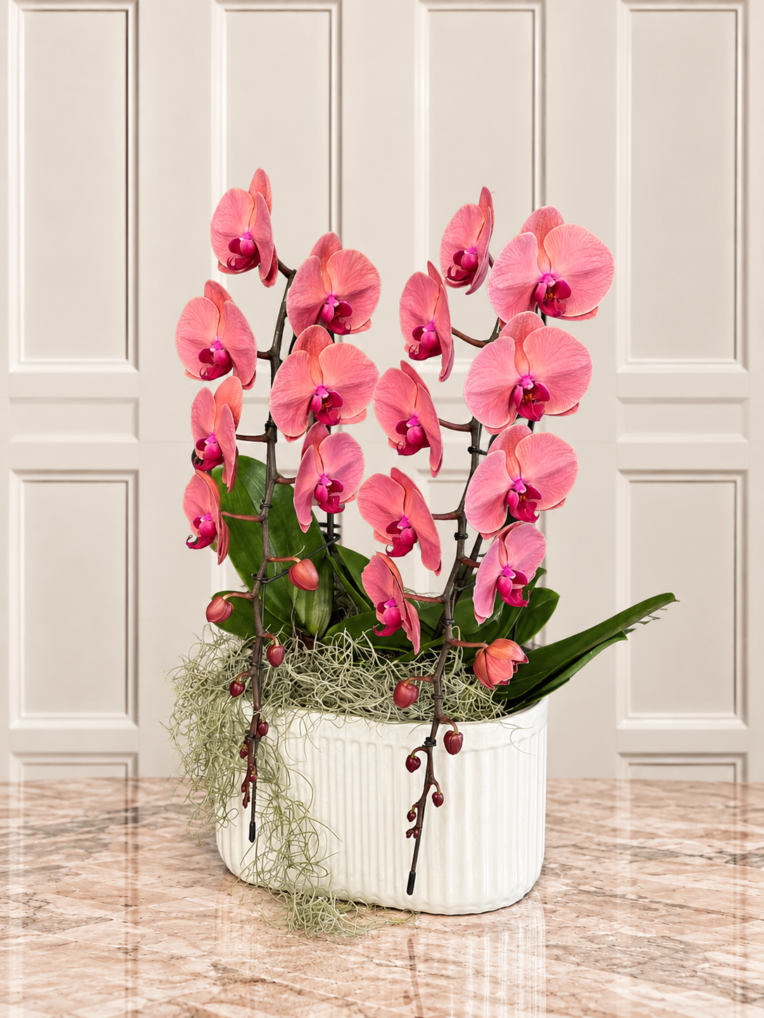 Somon Phalaenopsis Orkide Aranjmanı