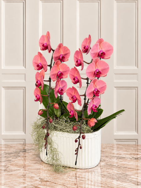 Somon Phalaenopsis Orkide Aranjmanı